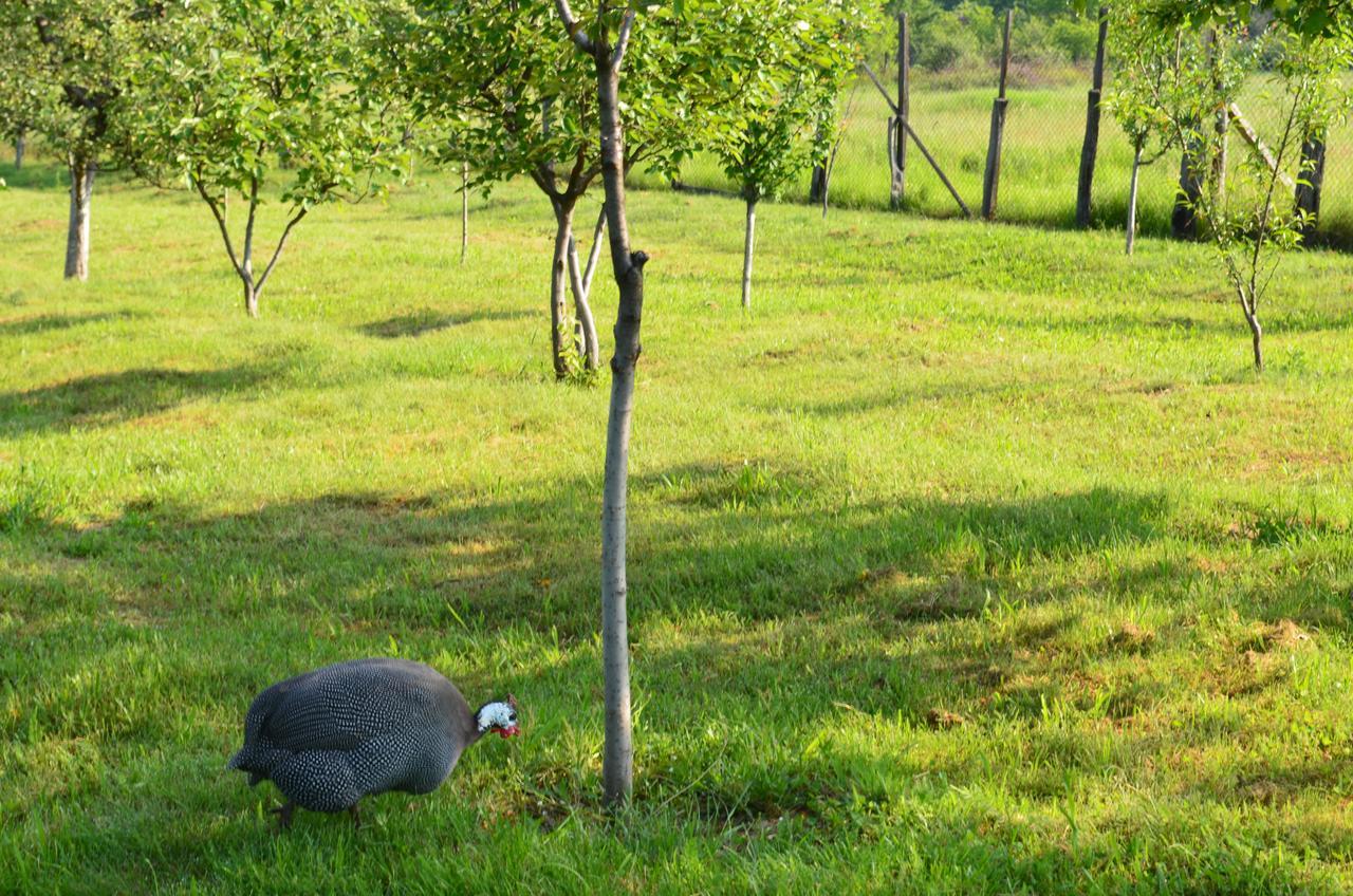 Pensiunea Koruna Poenari Exteriör bild